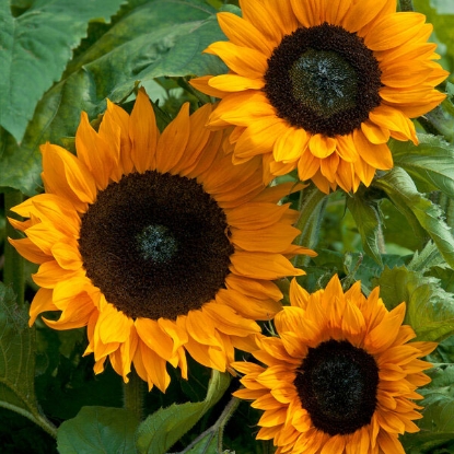 Picture of Helianthus (Sunflower) - Copper Queen F1